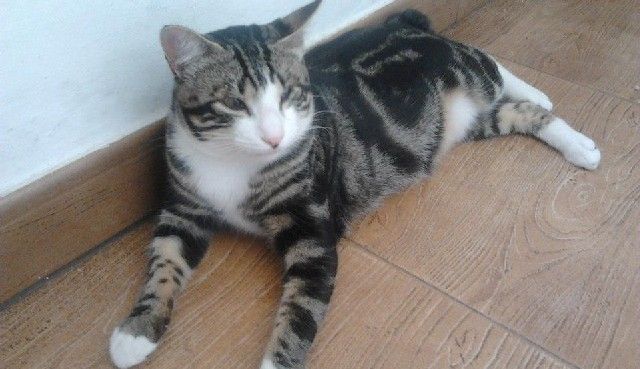 Busca a su gato perdido en Argana Baja