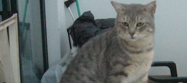 Vuelve a pedir ayuda para encontrar a su gato "Romeo", que desapareció hace dos meses