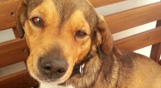 Buscan al dueño de un perro encontrado en Conil