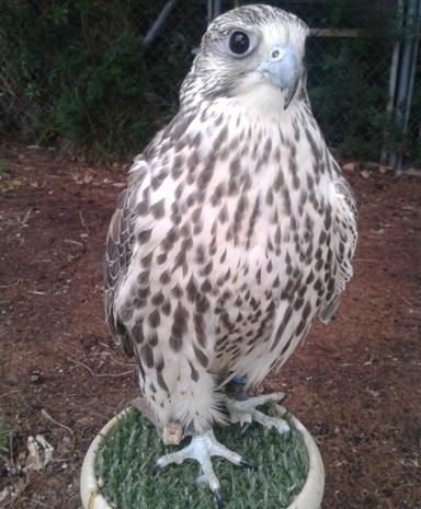 Buscan a un halcón Sacre perdido cerca del vertedero de Zonzamas