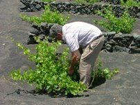 La vendimia arranca el sábado en Lanzarote y será la primera que se realice en el hemisferio norte