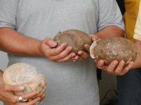 El hallazgo de un séptimo huevo de ratite  alimenta el enigma sobre la presencia de estas aves prehistóricas en Lanzarote