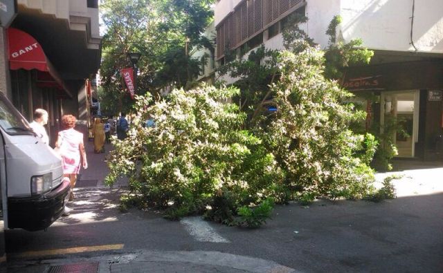 Adiós a un gran árbol en la calle Alférez Cabrera Tavío