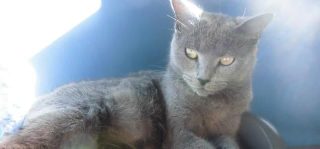 Busca a su gata perdida en Argana Baja