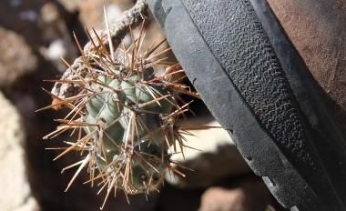 Erradicados 4.500 kilos de "cactus invasores" del espacio protegido de Tenegüime