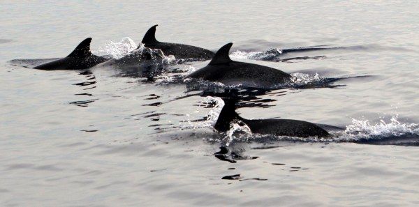 Delfines, tortugas bobas y un zifio de 'Brainville' en un avistamiento organizado por el Cabildo y la SECAC