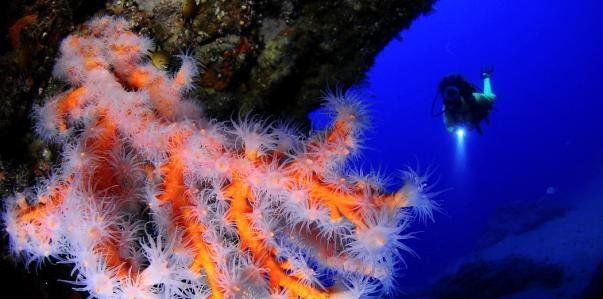 El V Fotosub Lanzarote Mar de Lava ya tiene ganadores