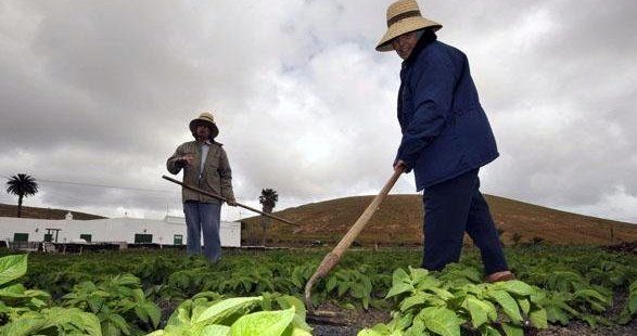 Teguise refuerza la vigilancia en las explotaciones agrícolas