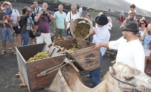 Más de mil personas acuden a revivir la vendimia tradicional de La Geria