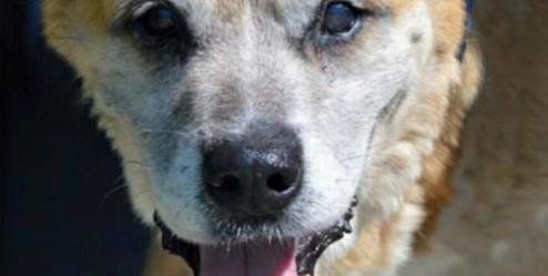 Huella a Huella llora la muerte de un perro que pasó toda su vida en una jaula