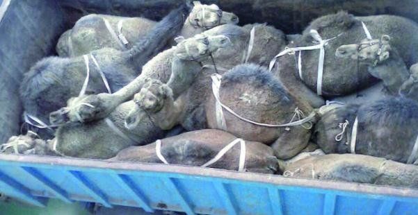 El Gobierno canario regula el transporte de dromedarios para "minimizar su sufrimiento"