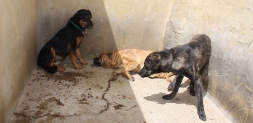 Lanzarote se sumará a las manifestaciones contra el maltrato animal el 2 de abril