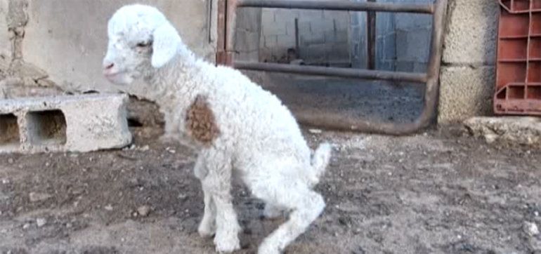 Una oveja-cabra nacida en Lanzarote hace un año vuelve a hacerse viral