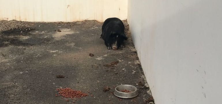 CC acusa al Ayuntamiento de tener en una situación indigna al cochino capturado en Argana