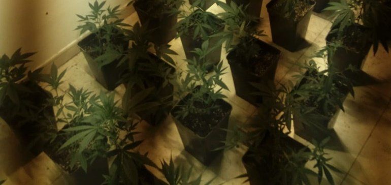 Detenido un hombre en Arrecife por cultivar 86 plantas de marihuana en su vivienda