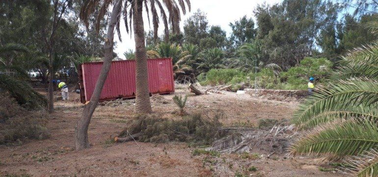 SEO/BirdLife denuncia al Cabildo y a Tragsa ante la Guardia Civil por "destruir" una colonia de aves protegidas