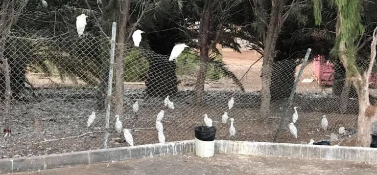 San Ginés responde a la denuncia de SEO/BirdLife por la destrucción de nidos con fotos de garcillas adultas vivas