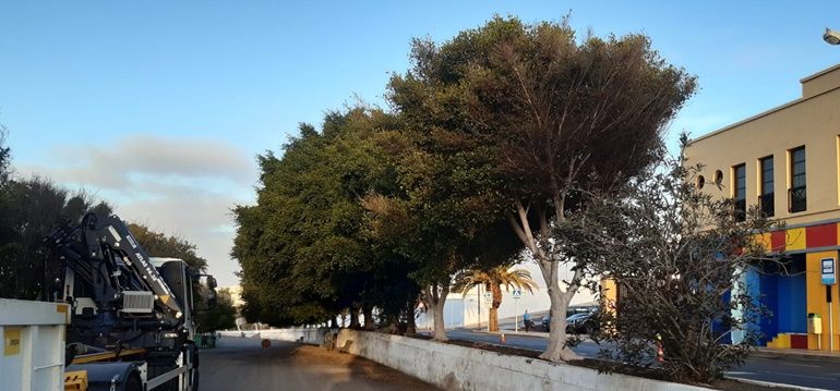 Arrecife realiza labores de poda y saneamiento en los árboles de la Medular