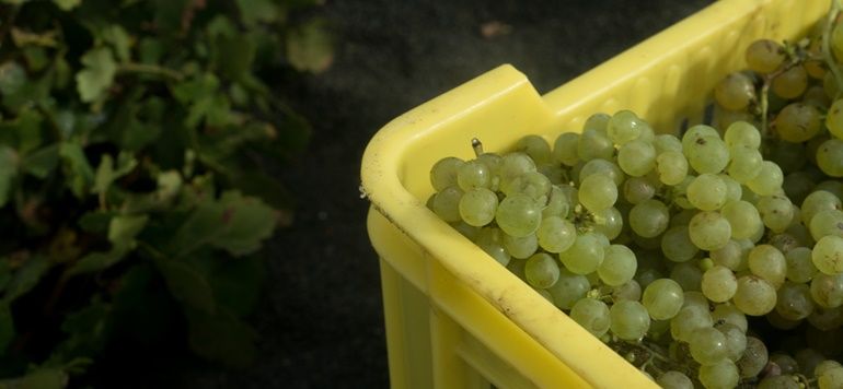 Las bodegas abrirán para la recogida de uva aunque aún almacenan "dos millones de litros" de años anteriores