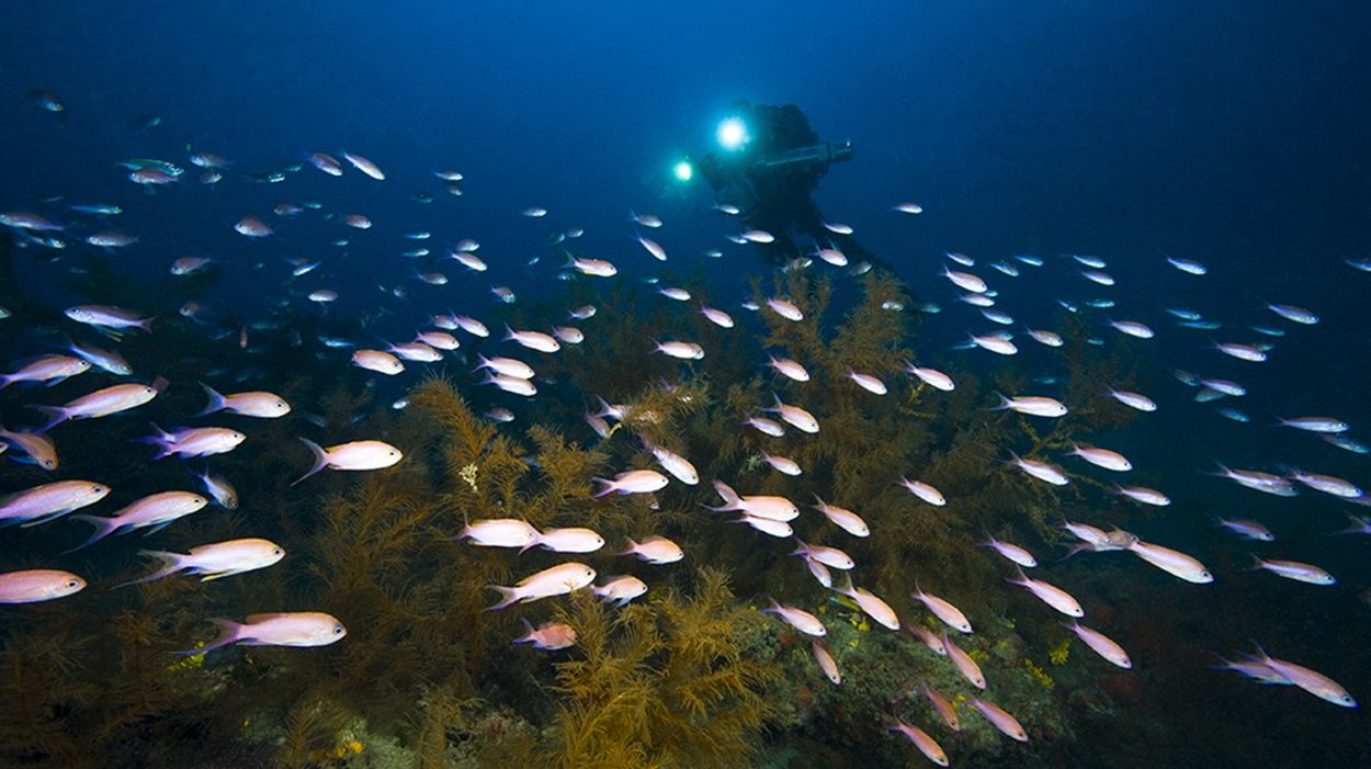 Imagen de los fondos de coral negro de Lanzarote. Foto: Fernando Espino