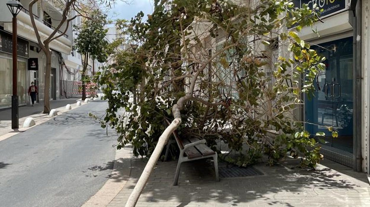 Árbol caído en la calle Canalejas de Arrecife