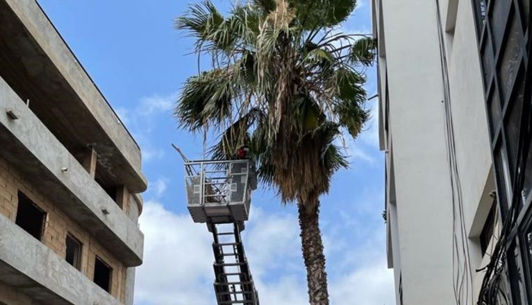 Palmera de la que estaban cayendo hojas en la calle Triana de Arrecife