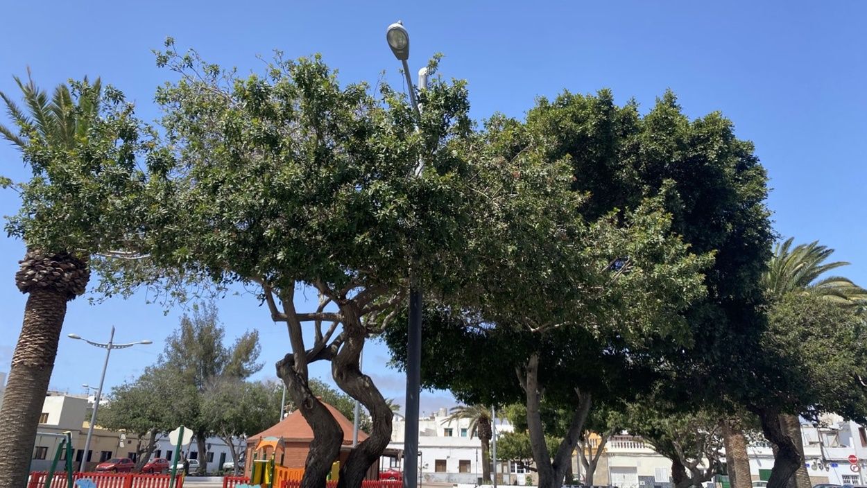 Farola entre las ramas de unos árboles en Titerroy