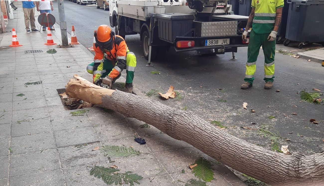 Los bomberos cortando el árbol