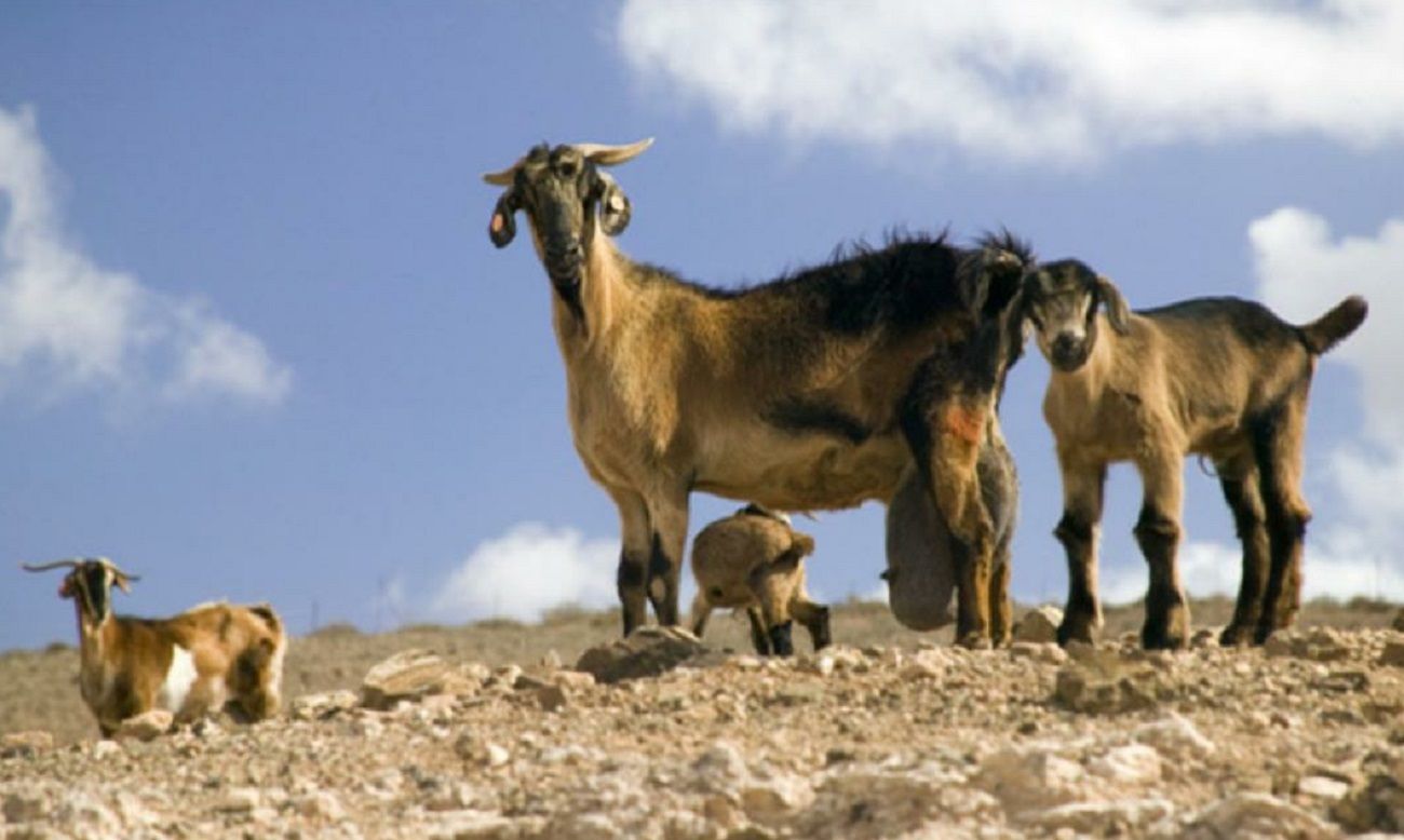 Ganado caprino. Foto: web del gobierno de Canarias.