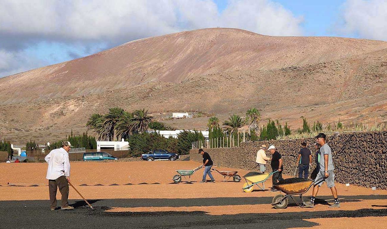 Plantación de trigo promovida por el Cabildo de Lanzarote