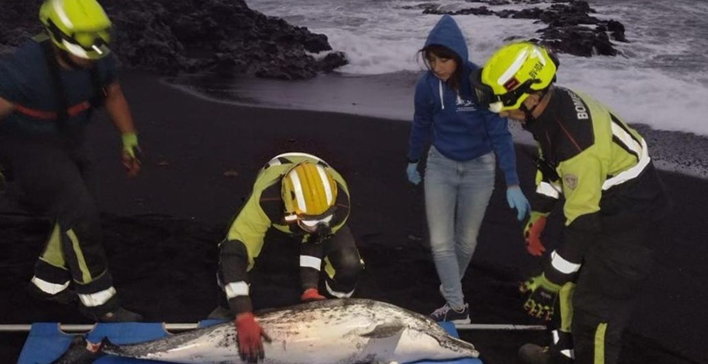 Los Boluntis con el delfín en la Playa de las Malvas en Tinajo