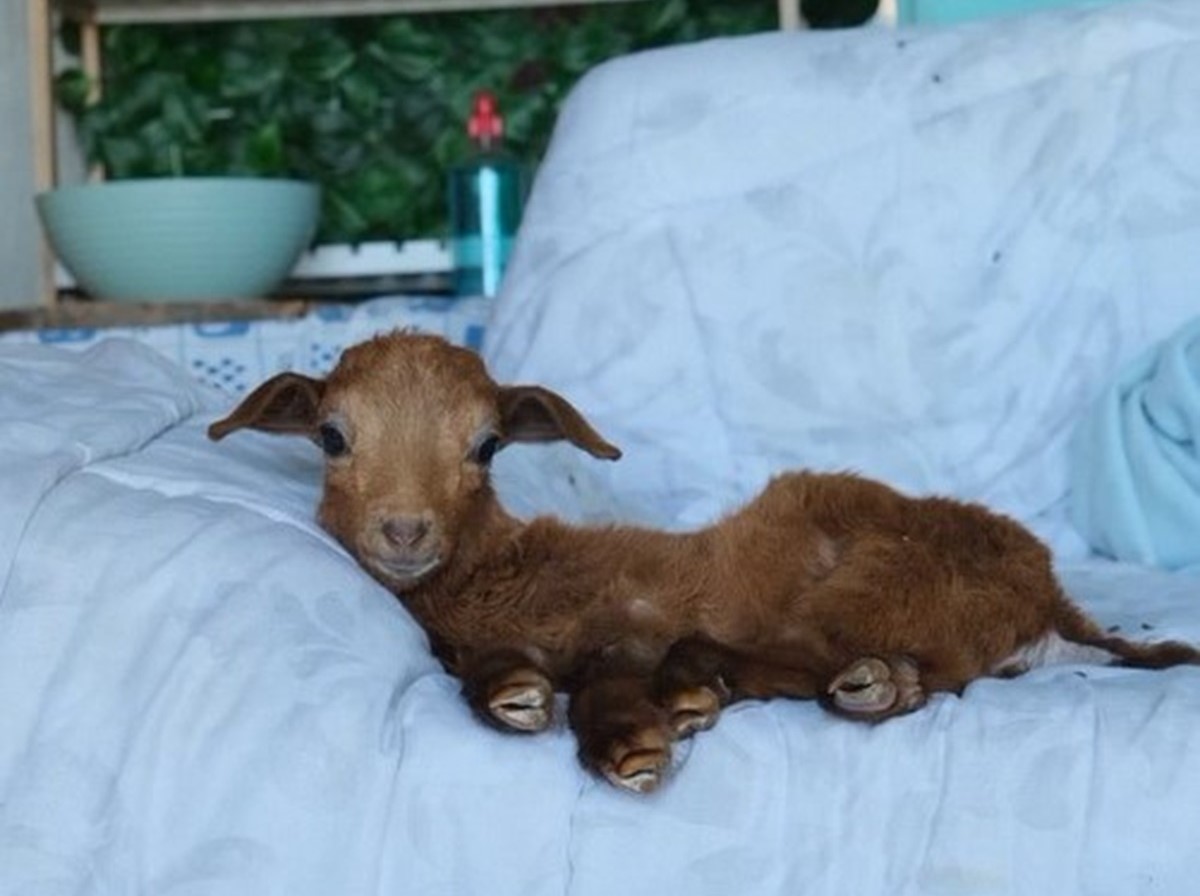 El cabrito Canelo recuperándose en la protectora de Teguise