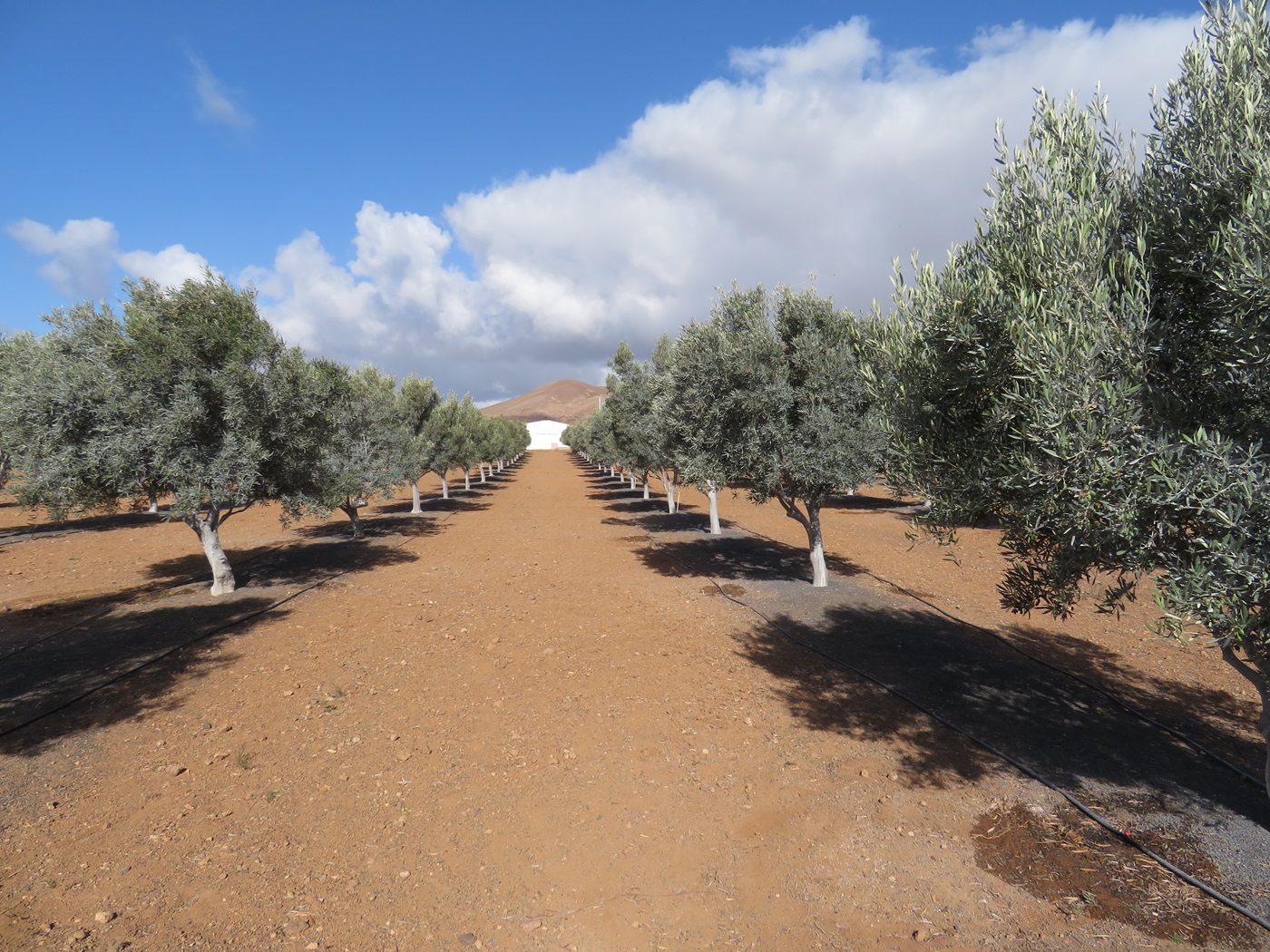 Plantación de olivos en Lanzarote