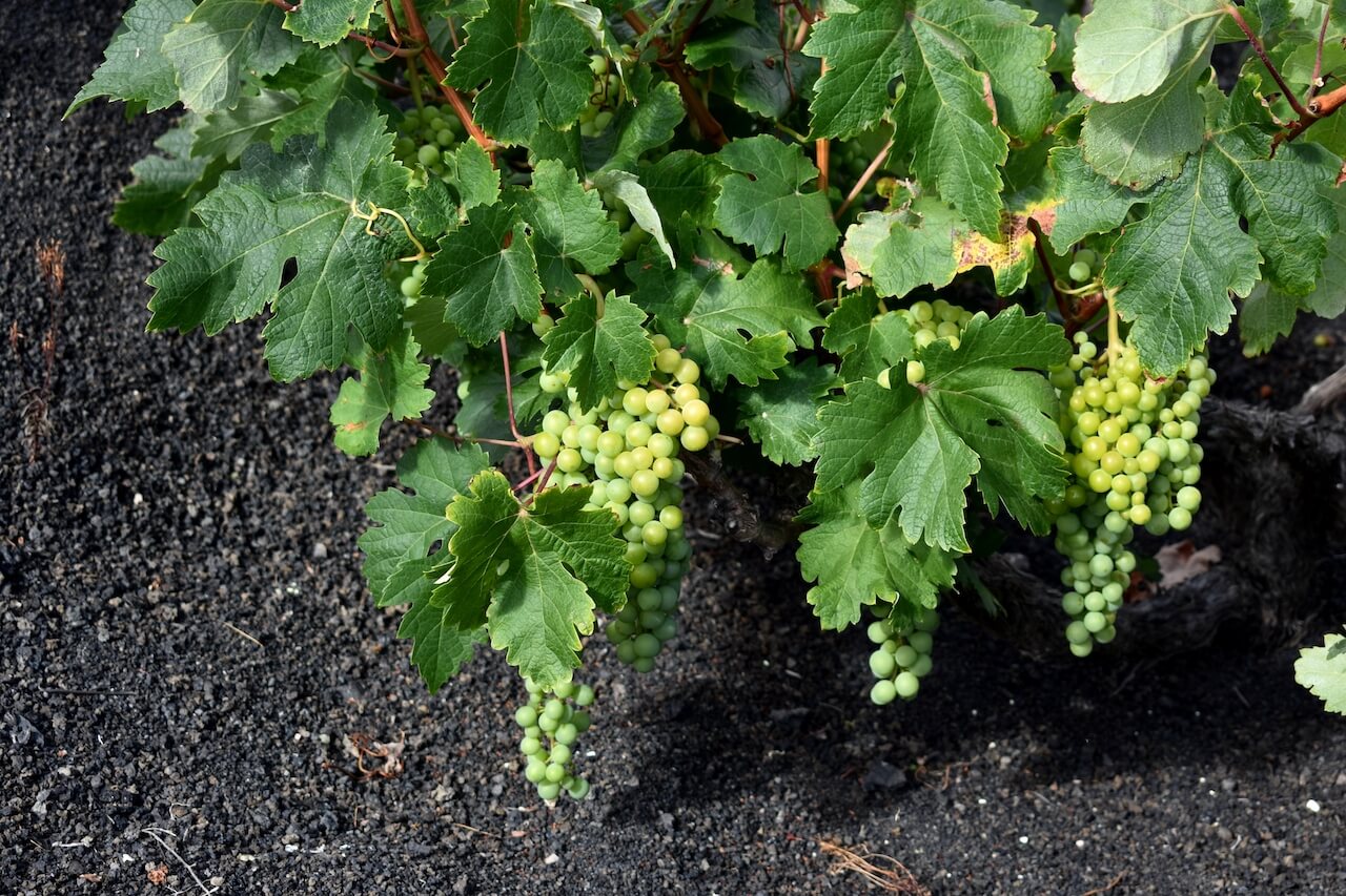 Comienza la vendimia 2024. Vino de Lanzarote