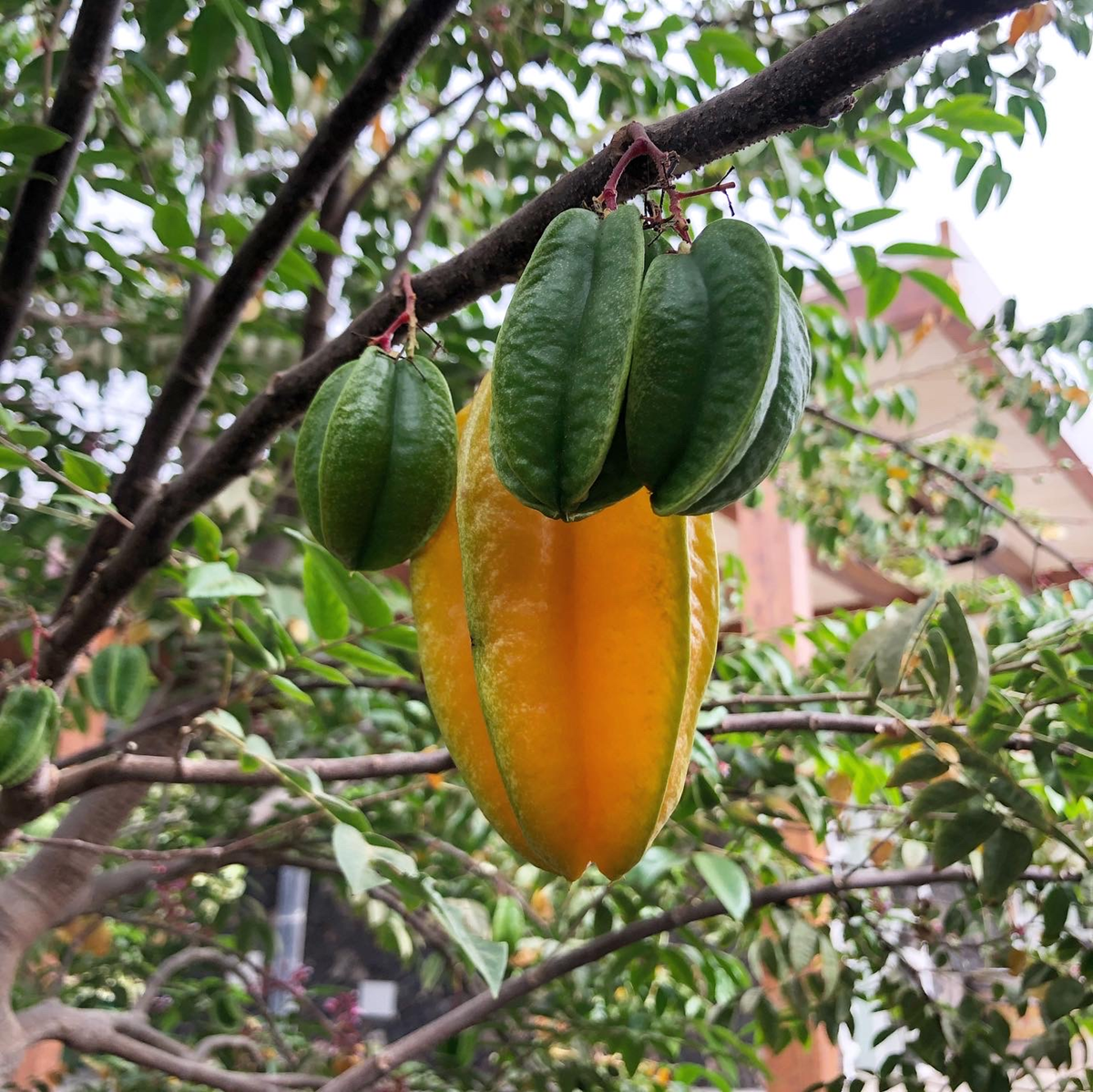 Cultivo de la carambola