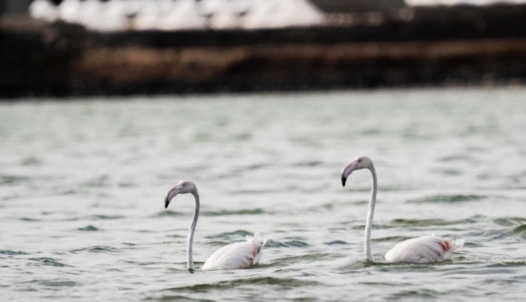 Flamencos en Salinas de Janubio