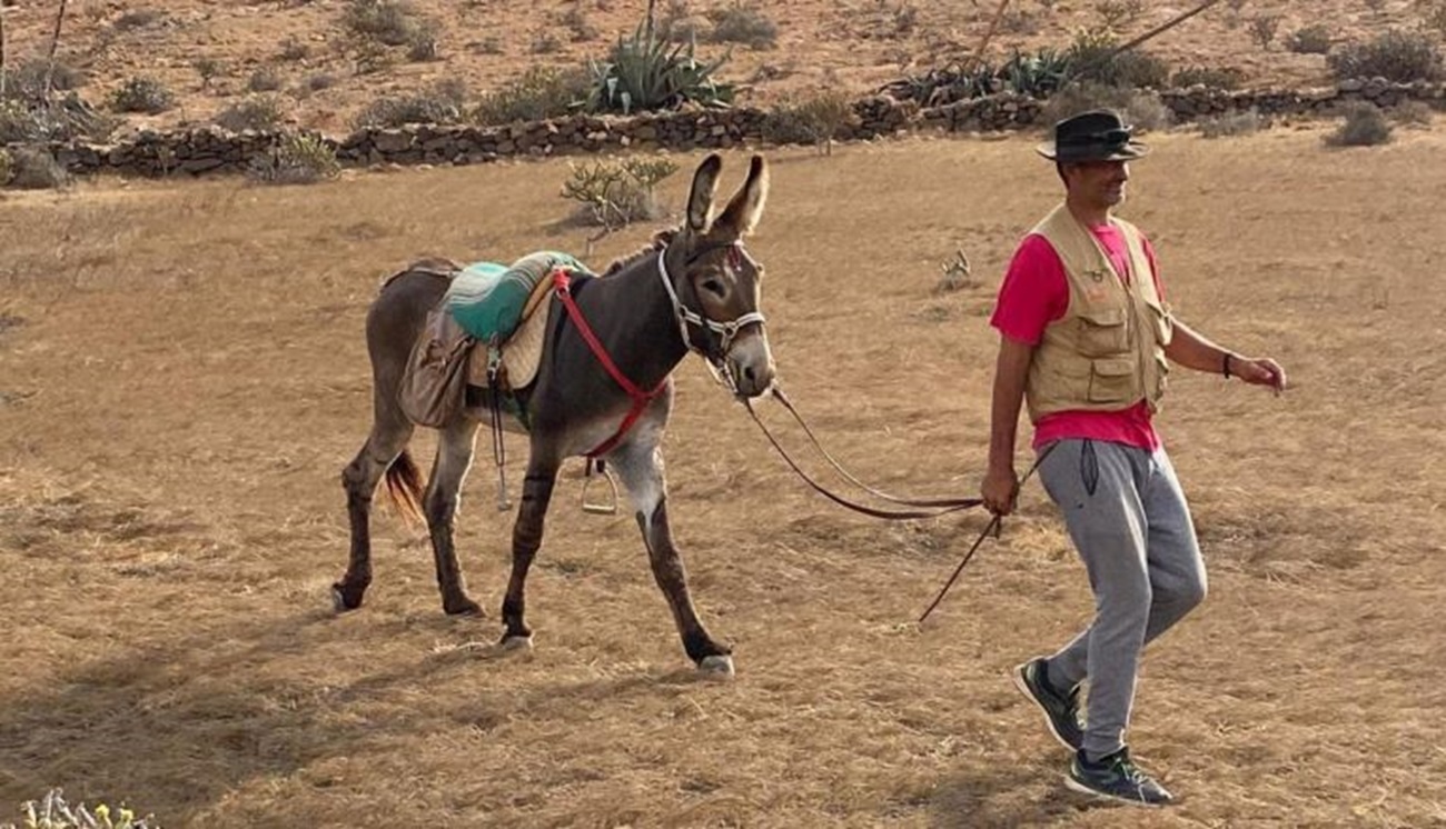 Un burro en Lanzarote. Foto: LP