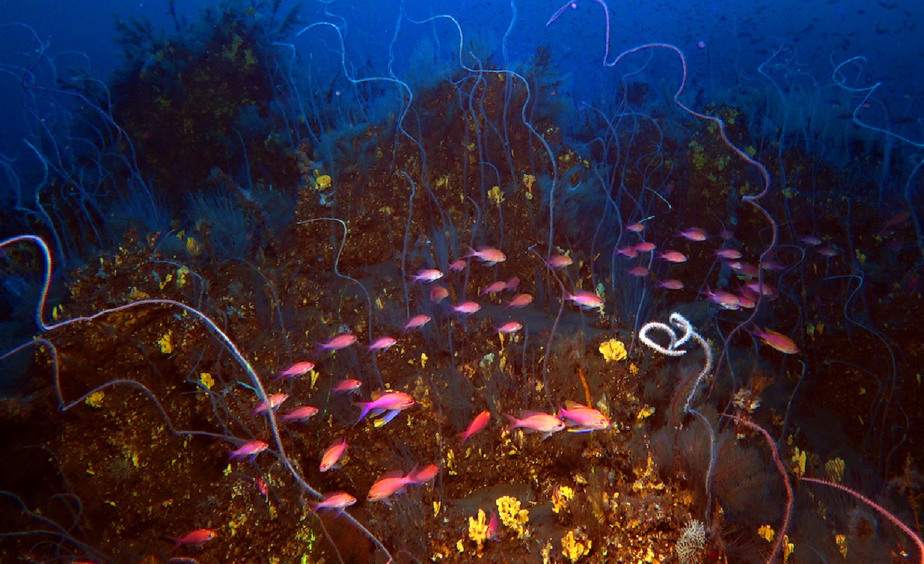 Corales peces lava submarina volcan Tajogaite La Palma. Foto: IGME CSIC.