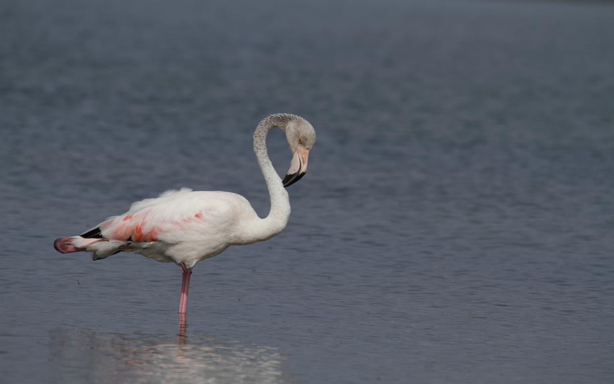 Flamenco común en las Salinas de Janubio en el año 2010. Foto: Gustavo Tejera