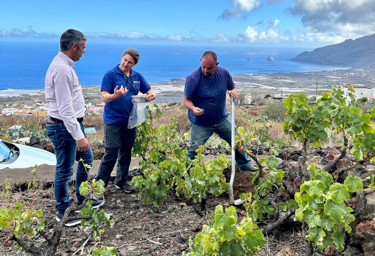 Recuperación de viñas minoritarias en Canarias