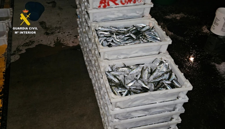 Los más de 300 kilogramos de sardinas detectados por la Guardia Civil