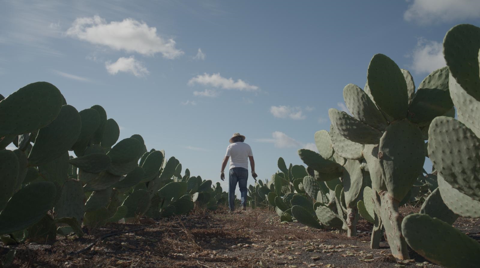 Isidro Pérez en la plantación de tunera. Agricultura.