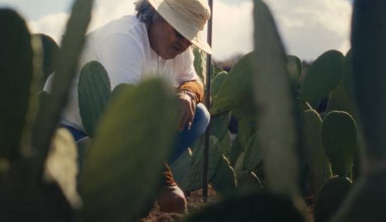 Isidro Pérez en la plantación de tunera. Agricultura.