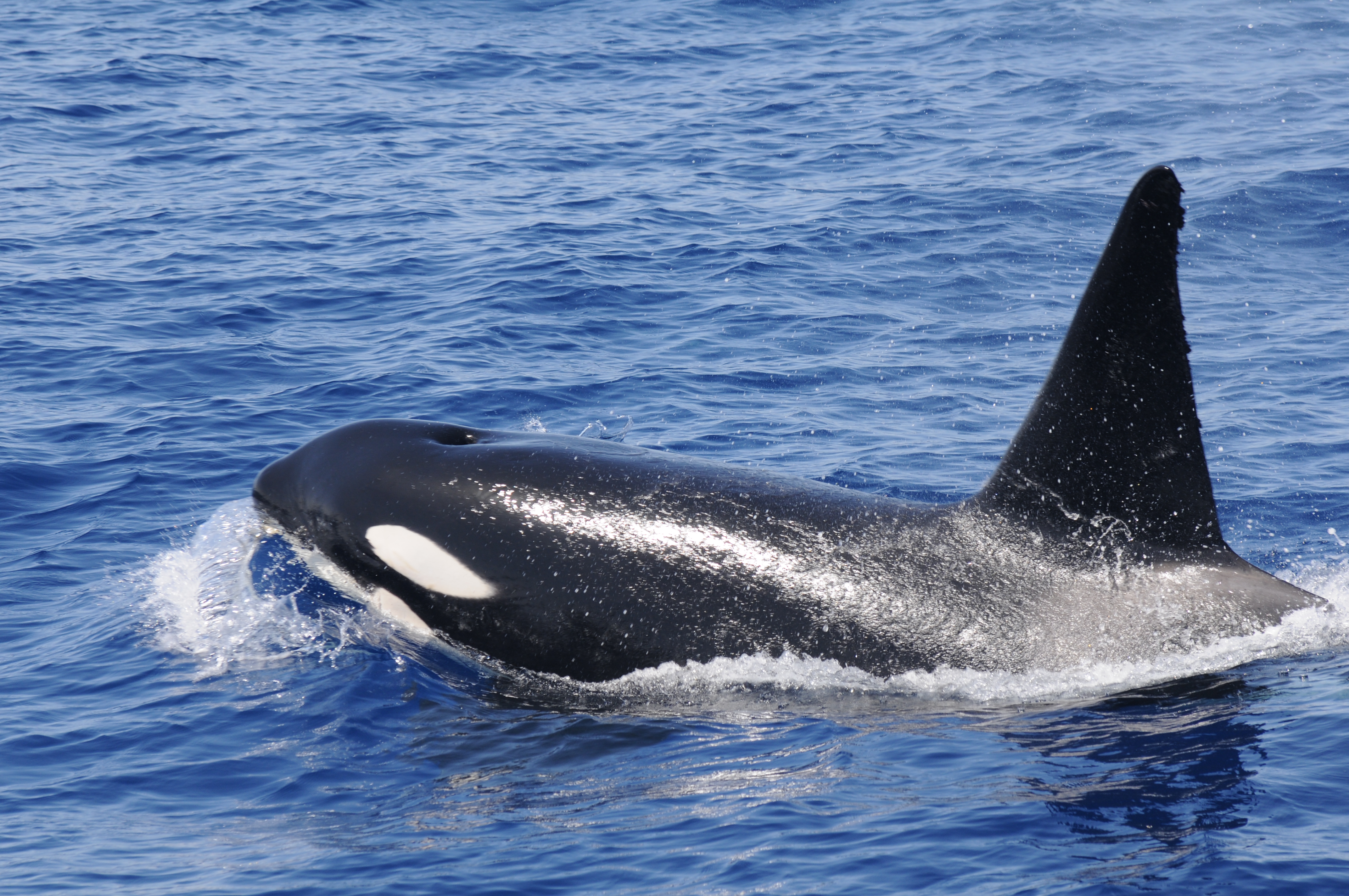 Una orca avistada en el litoral de Lanzarote. Foto: SECAC.