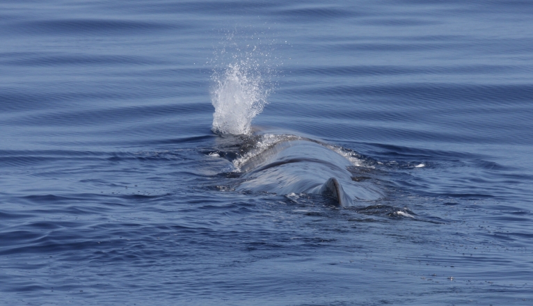 Un cachalote en el litoral de Lanzarote. Foto: SECAC.