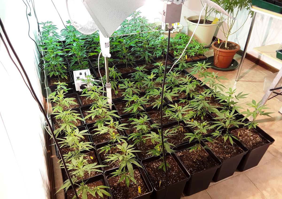 Plantación de marihuana en el interior de la vivienda