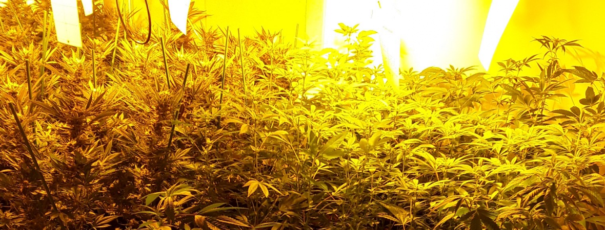 Plantación de marihuana en el interior de la vivienda