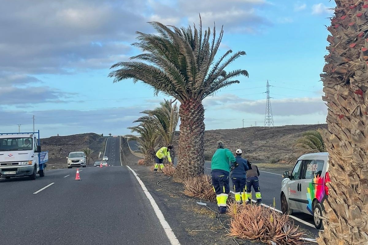 Palmeras de Costa Teguise