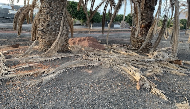 Estado de los jardines en Playa Blanca