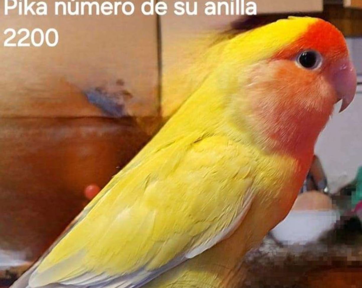 pájaro perdido